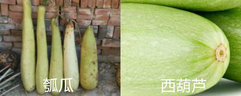 瓠瓜和西葫芦的区别，有什么联系