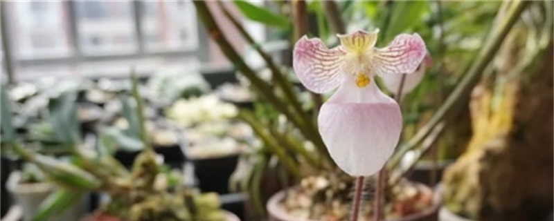 兜兰用什么植料好，种植方法？兜兰开完花怎么办，花后怎么养殖
