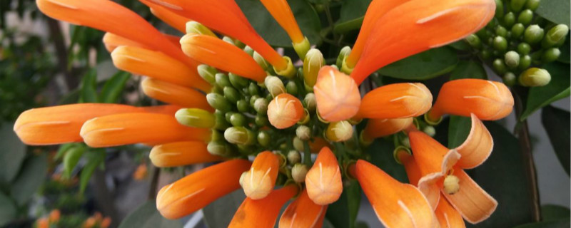 炮仗花怎么种，什么时候种