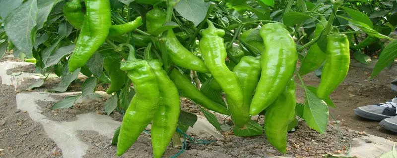 大尖椒种植方法与技术