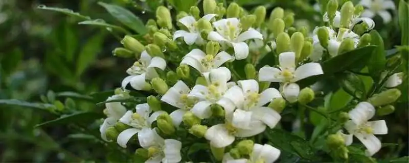 九里香掉叶子原因，解决方法