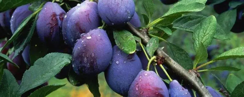 西梅种植方法，管理方式有哪些