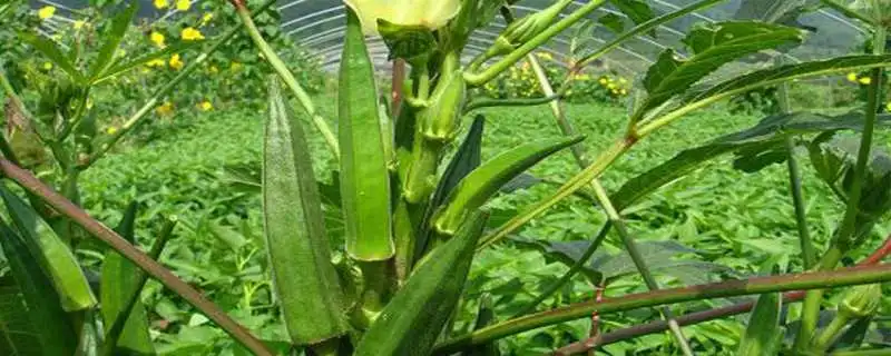 黄秋葵如何种植？黄秋葵高效种植技术