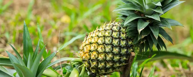菠萝怎样种植？