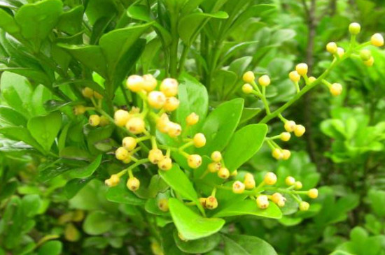 米兰花叶片黄褐斑怎么办