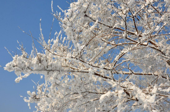 雪柳枝条可以插土种植吗