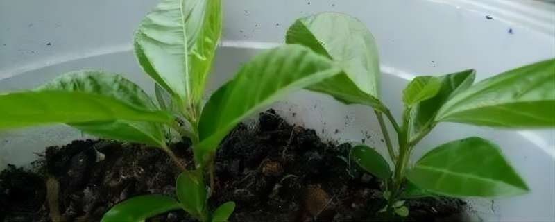 刚种的种子为什么要盖保鲜膜