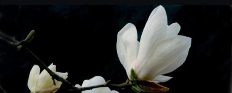 剑兰买回来后如何醒花