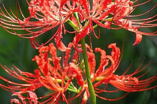 石蒜花可以养在家里吗
