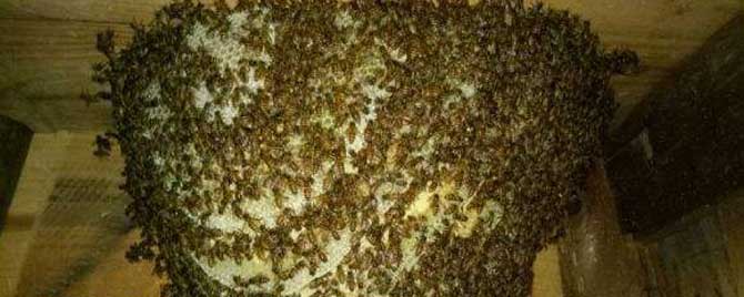 仓蜂王的优缺点有哪些？