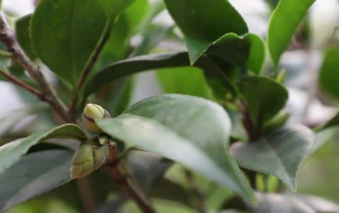茶花