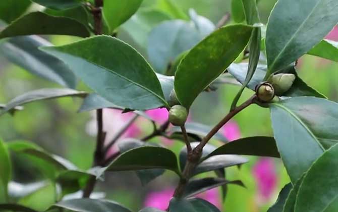 茶花