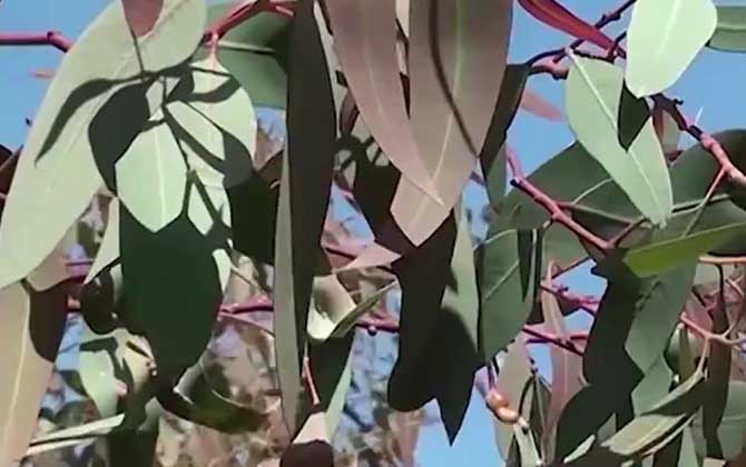 桉树苗价格多少钱一株？