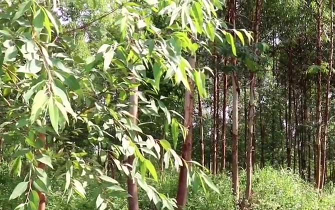 速生桉是什么植物？