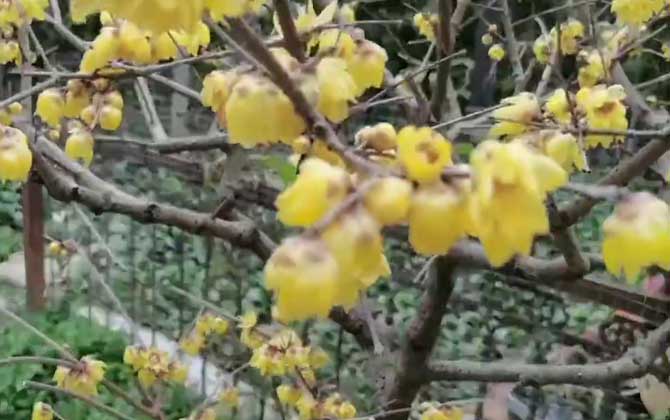 腊梅花什么时候开花？