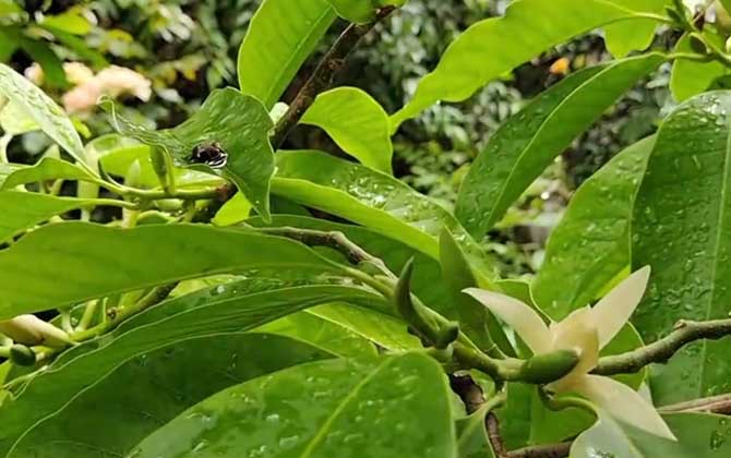白兰花是什么植物？