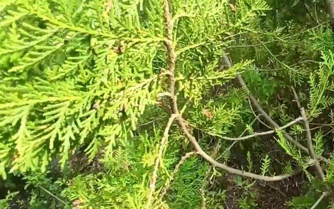 柏树什么时候开花？