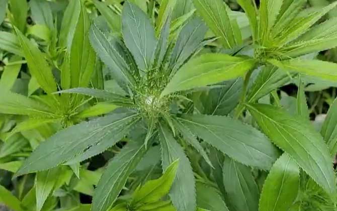 白术价格多少钱一斤？