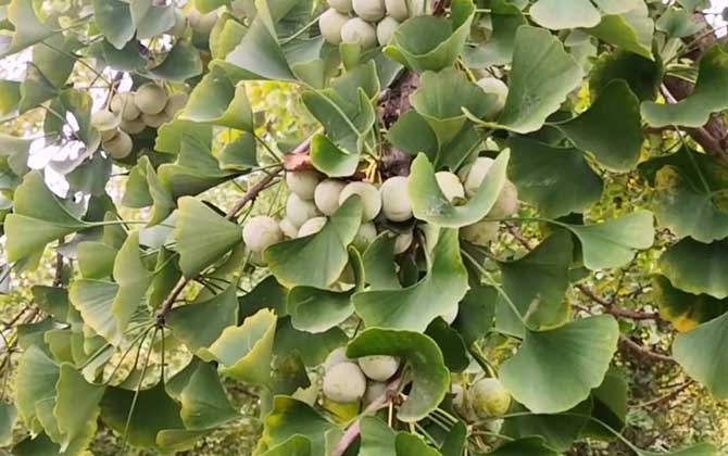 白果树苗价格多少钱一棵？