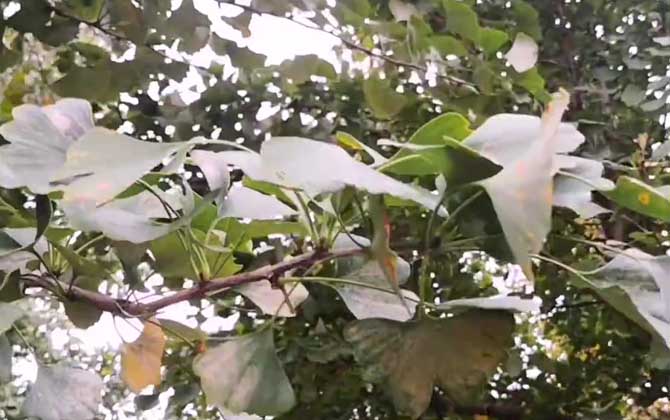 白果树