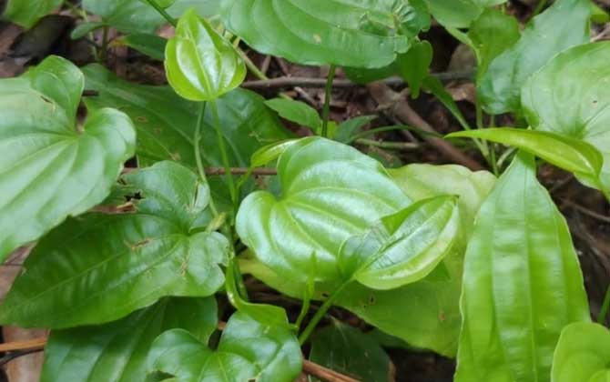 百部是什么植物？