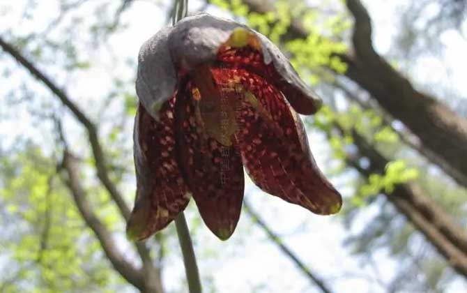 平贝母