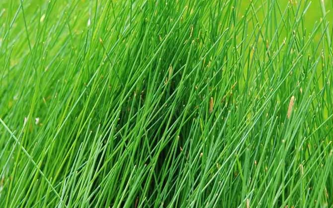 野荸荠