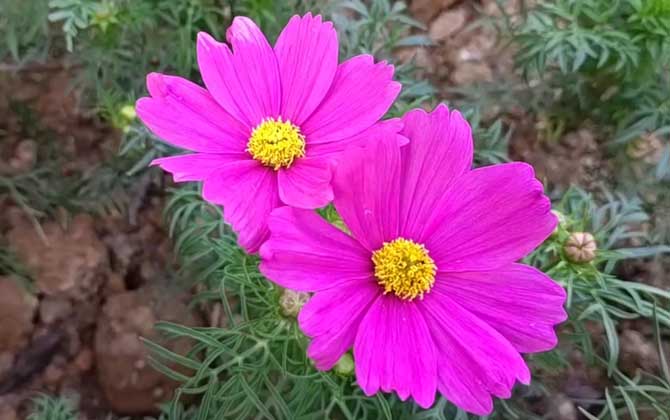 波斯菊