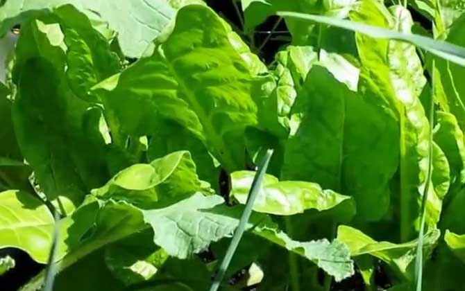 菠菜价格多少钱一斤？