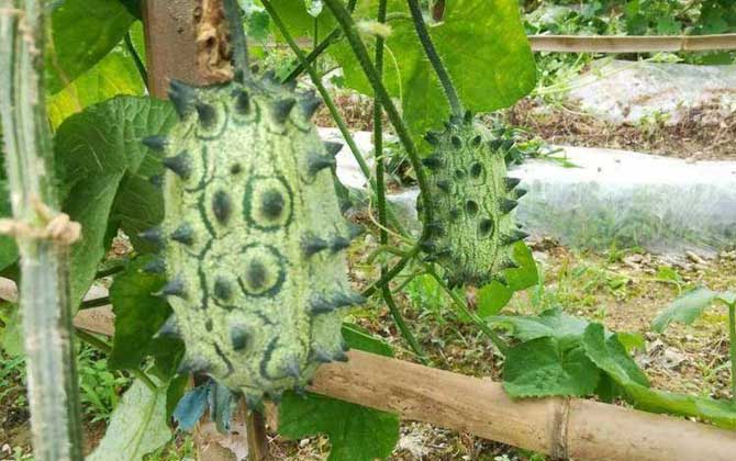 刺角瓜是什么植物？