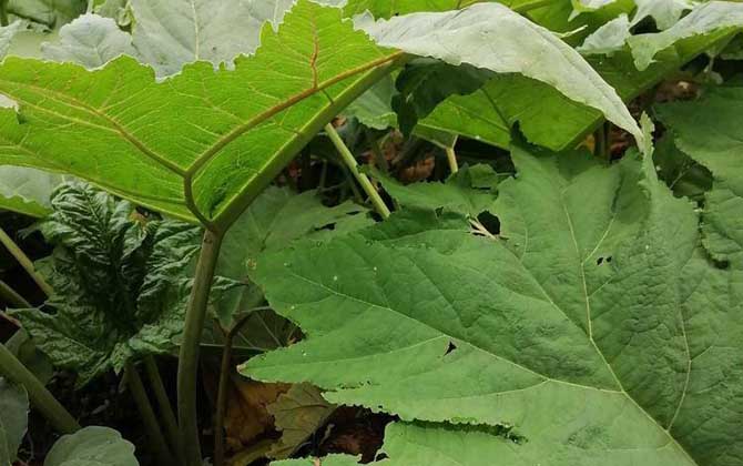 山大黄是什么植物？