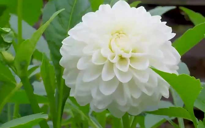 大丽花