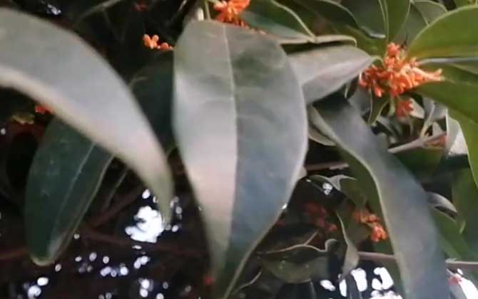 丹桂花