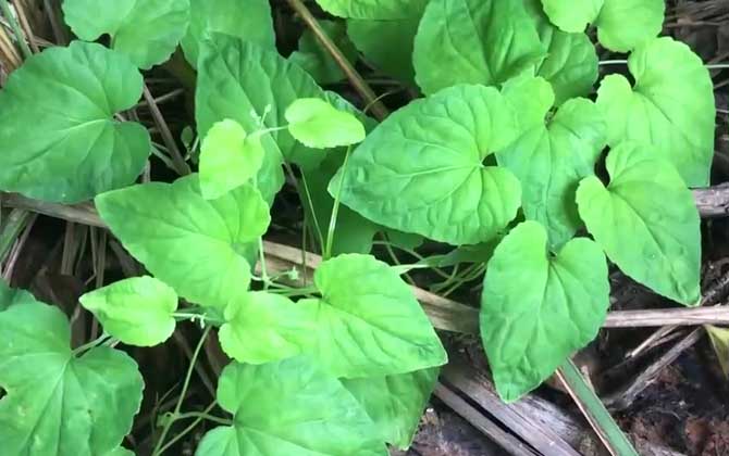 党参是蜜源植物吗？