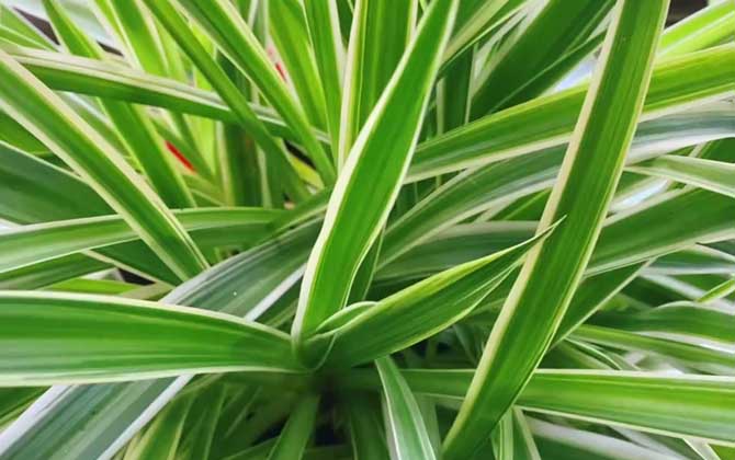 金边吊兰是什么植物？