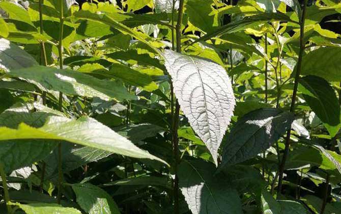 杜仲树是什么植物？