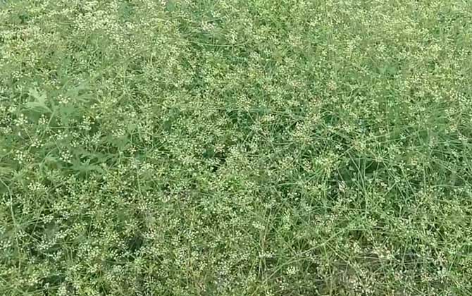川防风是什么植物？