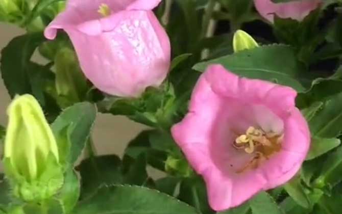 风铃草是什么植物？