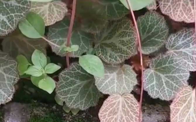 虎耳草