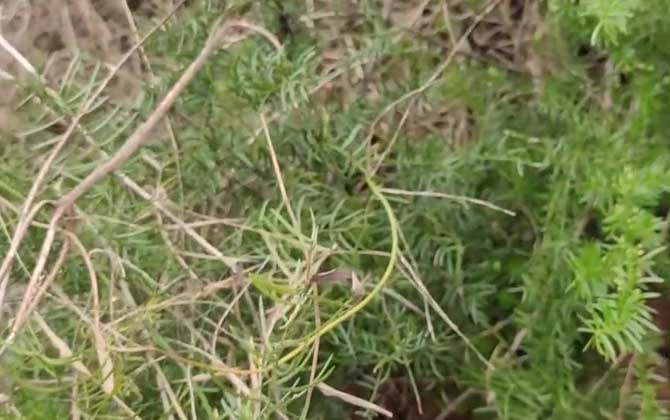 龙须菜是什么植物？