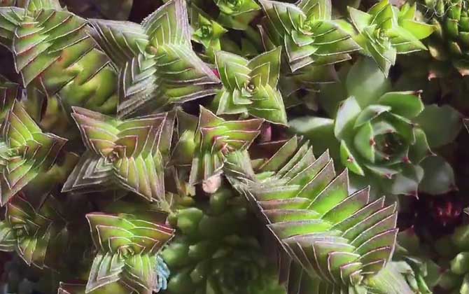 茜之塔是什么植物？