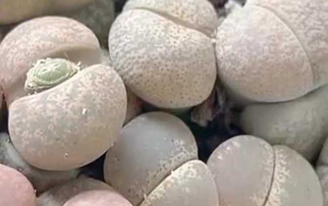 生石花