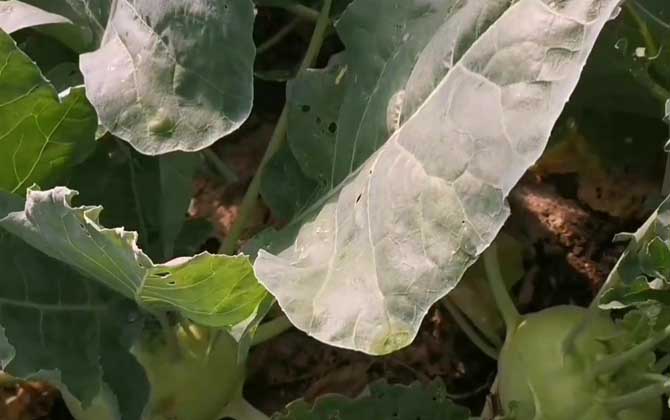芜菁甘蓝
