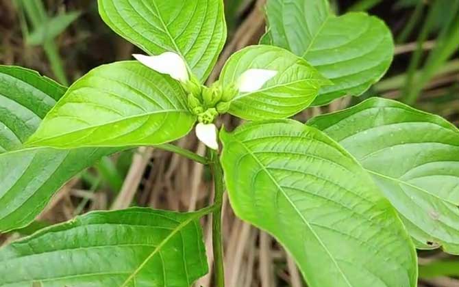 山甘草是什么植物？