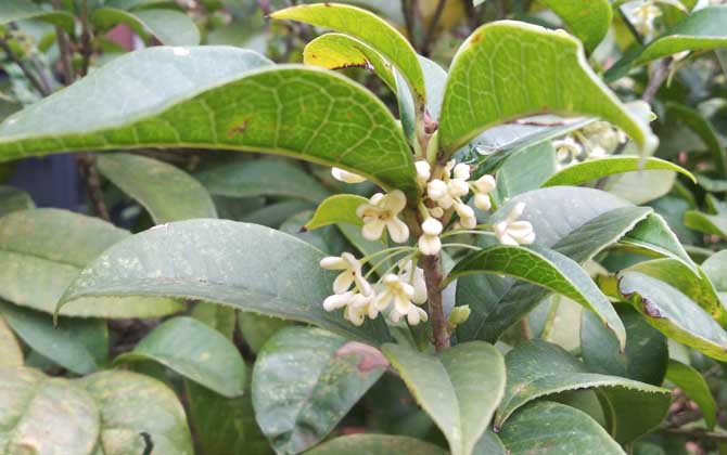 桂花树