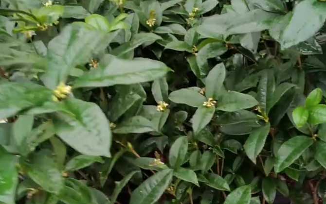 四季桂种植技术及病害防治