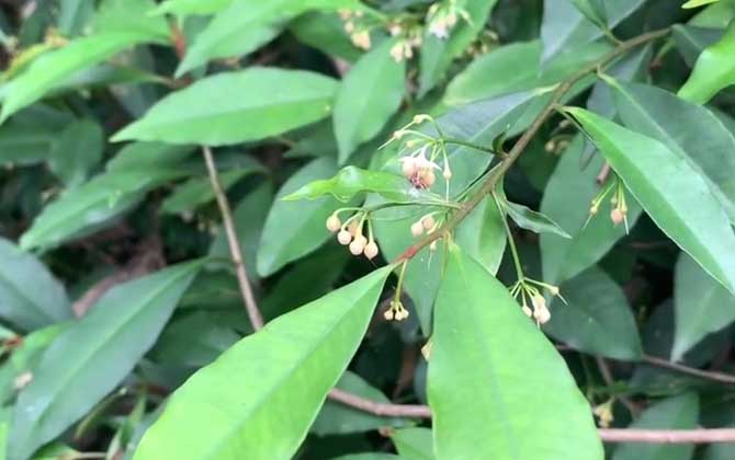 朱砂根是什么植物？