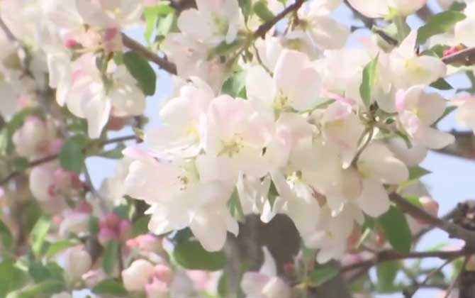 海棠花