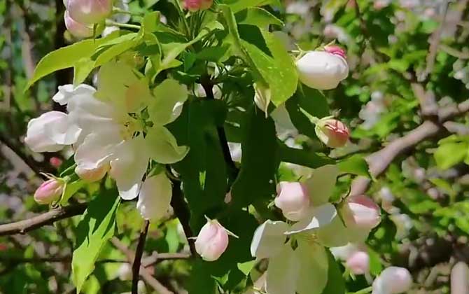 海棠花