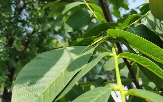 核桃